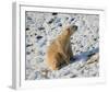 Seated Polar Bear Full Bleed-Martin Fowkes-Framed Giclee Print