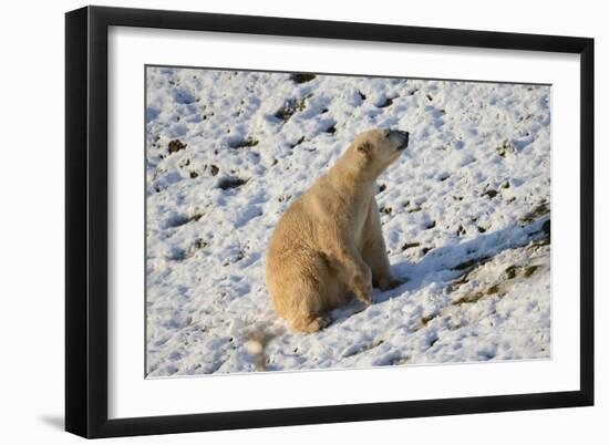 Seated Polar Bear-Martin Fowkes-Framed Giclee Print