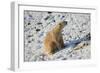 Seated Polar Bear-Martin Fowkes-Framed Giclee Print