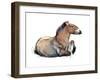 Seated Przewalski, 2011-Mark Adlington-Framed Giclee Print