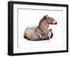 Seated Przewalski, 2011-Mark Adlington-Framed Giclee Print