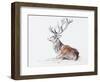 Seated Stag, 2006-Mark Adlington-Framed Giclee Print