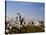 Seattle Cityscape, Seattle, Washington-Monte Nagler-Stretched Canvas