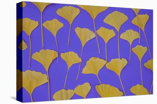 Seattle Ginko-Art Wolfe-Stretched Canvas