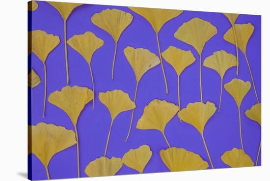 Seattle Ginko-Art Wolfe-Stretched Canvas