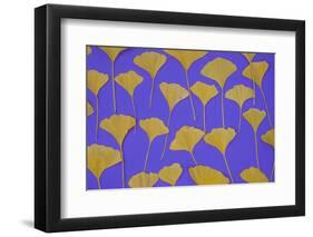 Seattle Ginko-Art Wolfe-Framed Premium Photographic Print