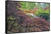 Seattle, Kubota Gardens, Spring Flowers and Japanese Maple with Moon Bridge in Reflection-Terry Eggers-Framed Stretched Canvas