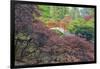 Seattle, Kubota Gardens, Spring Flowers and Japanese Maple with Moon Bridge in Reflection-Terry Eggers-Framed Premium Photographic Print