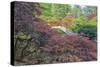 Seattle, Kubota Gardens, Spring Flowers and Japanese Maple with Moon Bridge in Reflection-Terry Eggers-Stretched Canvas