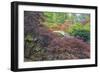 Seattle, Kubota Gardens, Spring Flowers and Japanese Maple with Moon Bridge in Reflection-Terry Eggers-Framed Photographic Print