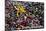 Seattle, Washington - Gum Wall on Post Alley-Lantern Press-Mounted Art Print