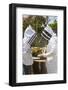 Seattle, Washington State, USA. Two beekeepers checking the health of the honey in a frame.-Janet Horton-Framed Photographic Print