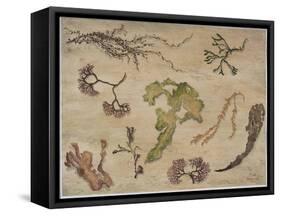 Seaweed, 1992-Carolyn Hubbard-Ford-Framed Stretched Canvas