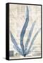 Seaweed Arrangement II-Vision Studio-Framed Stretched Canvas