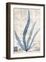 Seaweed Arrangement II-Vision Studio-Framed Art Print