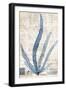 Seaweed Arrangement II-Vision Studio-Framed Art Print