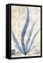 Seaweed Arrangement II-Vision Studio-Framed Stretched Canvas