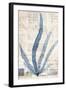 Seaweed Arrangement II-Vision Studio-Framed Art Print