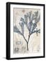 Seaweed Arrangement III-Vision Studio-Framed Art Print