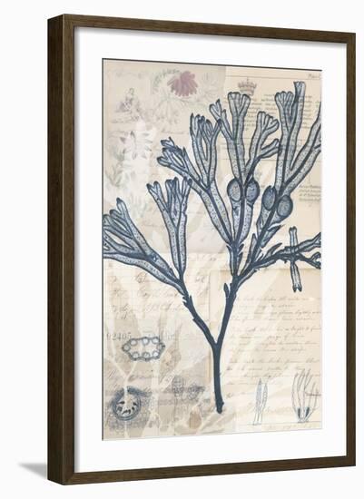 Seaweed Arrangement III-Vision Studio-Framed Art Print