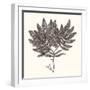 Seaweed Collection I-Vision Studio-Framed Art Print