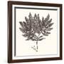 Seaweed Collection I-Vision Studio-Framed Art Print