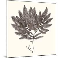 Seaweed Collection I-Vision Studio-Mounted Art Print