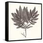 Seaweed Collection I-Vision Studio-Framed Stretched Canvas