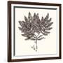 Seaweed Collection I-Vision Studio-Framed Art Print