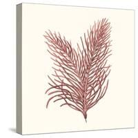 Seaweed Collection II-Vision Studio-Stretched Canvas