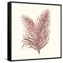 Seaweed Collection II-Vision Studio-Framed Stretched Canvas