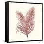 Seaweed Collection II-Vision Studio-Framed Stretched Canvas