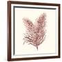 Seaweed Collection II-Vision Studio-Framed Art Print