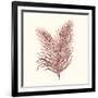 Seaweed Collection II-Vision Studio-Framed Art Print