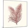 Seaweed Collection II-Vision Studio-Mounted Art Print