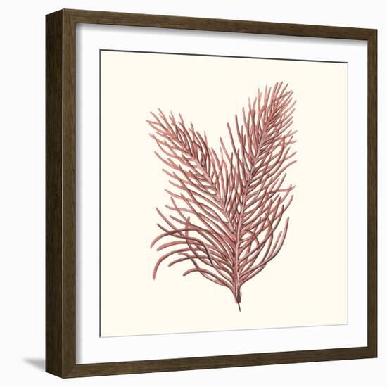 Seaweed Collection II-Vision Studio-Framed Art Print