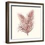 Seaweed Collection II-Vision Studio-Framed Art Print