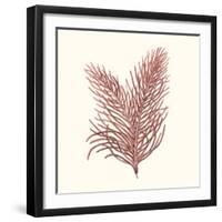 Seaweed Collection II-Vision Studio-Framed Art Print