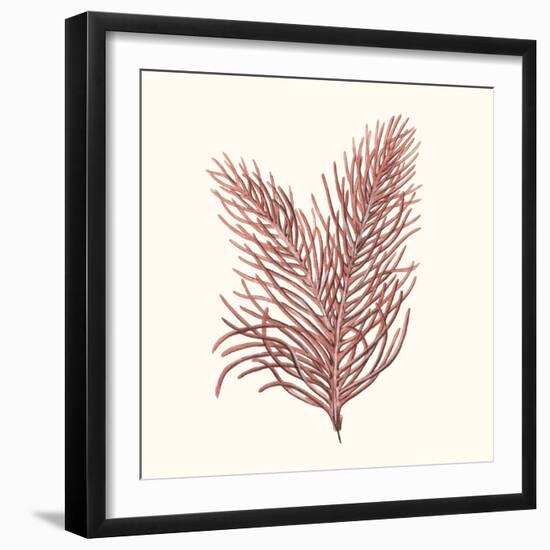 Seaweed Collection II-Vision Studio-Framed Art Print