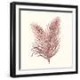 Seaweed Collection II-Vision Studio-Framed Art Print