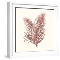 Seaweed Collection II-Vision Studio-Framed Art Print