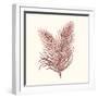 Seaweed Collection II-Vision Studio-Framed Art Print