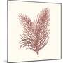 Seaweed Collection II-Vision Studio-Mounted Art Print