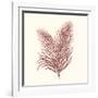 Seaweed Collection II-Vision Studio-Framed Art Print