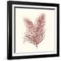 Seaweed Collection II-Vision Studio-Framed Art Print