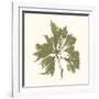 Seaweed Collection III-Vision Studio-Framed Art Print