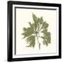 Seaweed Collection III-Vision Studio-Framed Art Print