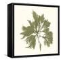 Seaweed Collection III-Vision Studio-Framed Stretched Canvas
