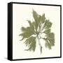 Seaweed Collection III-Vision Studio-Framed Stretched Canvas