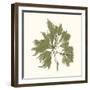 Seaweed Collection III-Vision Studio-Framed Art Print